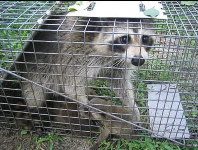 Emergency raccoon removal services Orlando