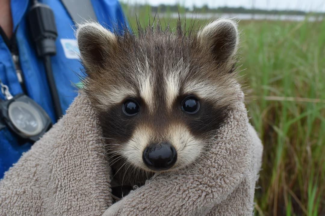 Baby raccoon in towel